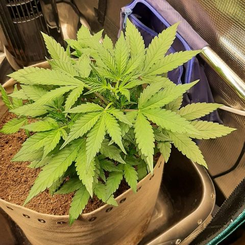 Laila  growlog timeline photo