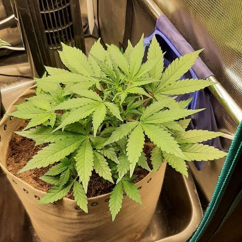 Laila  growlog timeline photo