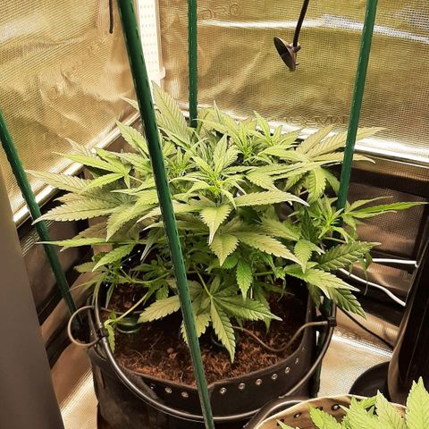 Fritzchen  growlog timeline photo