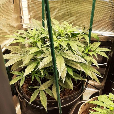 Fritzchen  growlog timeline photo