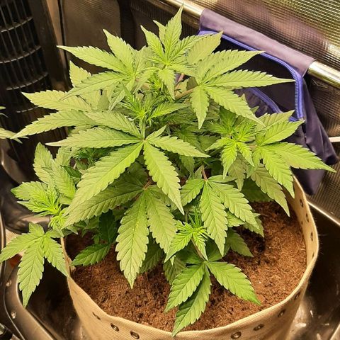 Laila  growlog timeline photo