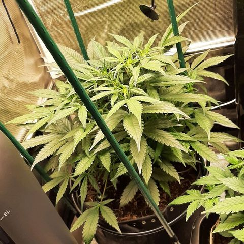 Fritzchen  growlog timeline photo