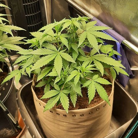 Laila  growlog timeline photo