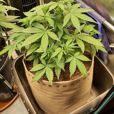 Laila  growlog timeline photo