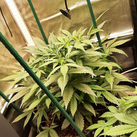 Fritzchen  growlog timeline photo