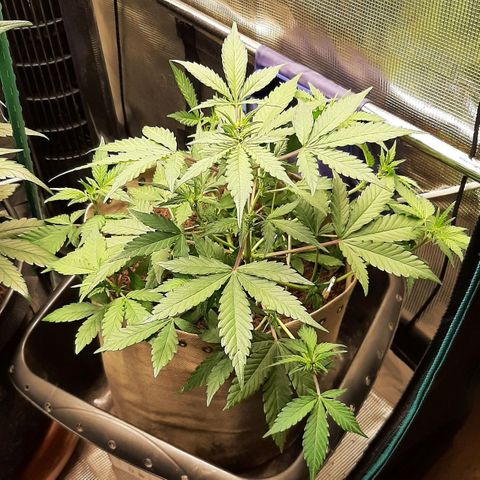 Laila  growlog timeline photo