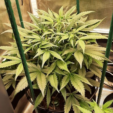 Fritzchen  growlog timeline photo