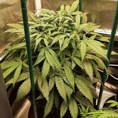 Fritzchen  growlog timeline photo