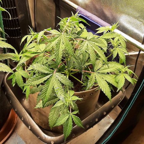 Laila  growlog timeline photo