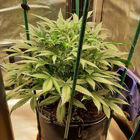 Fritzchen  growlog timeline photo