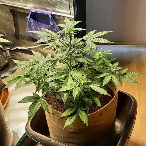 Laila  growlog timeline photo