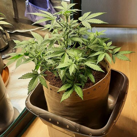 Laila  growlog timeline photo