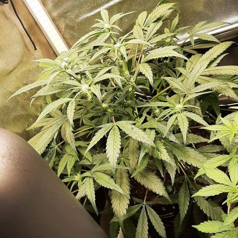 Fritzchen  growlog timeline photo