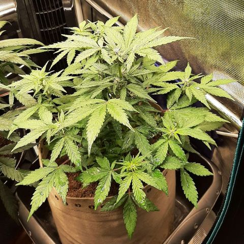 Laila  growlog timeline photo