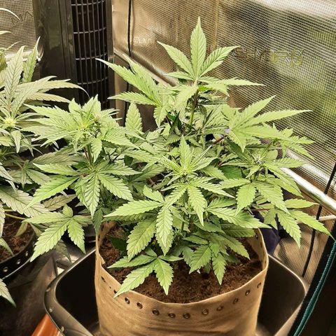 Laila  growlog timeline photo