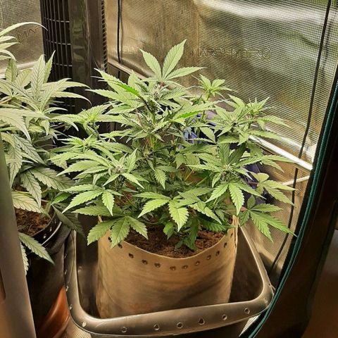 Laila  growlog timeline photo