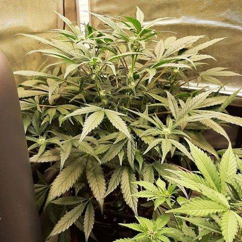 Fritzchen  growlog timeline photo