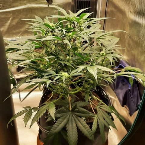 Fritzchen  growlog timeline photo
