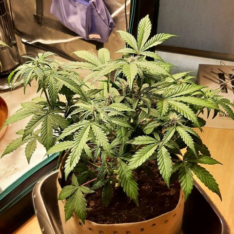 Laila  growlog timeline photo