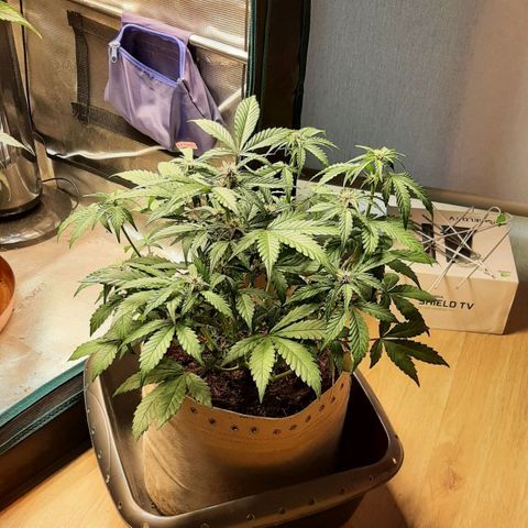 Laila  growlog timeline photo
