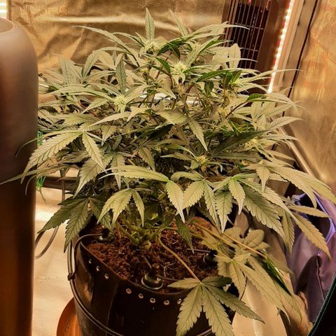 Fritzchen  growlog timeline photo