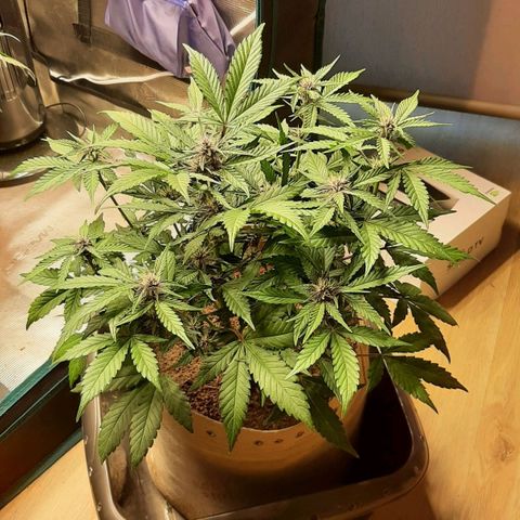 Laila  growlog timeline photo