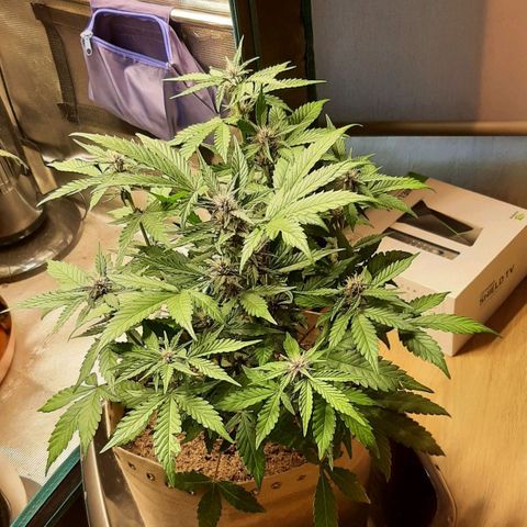 Laila  growlog timeline photo