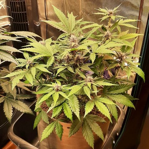 Laila  growlog timeline photo