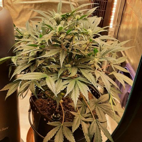 Fritzchen  growlog timeline photo