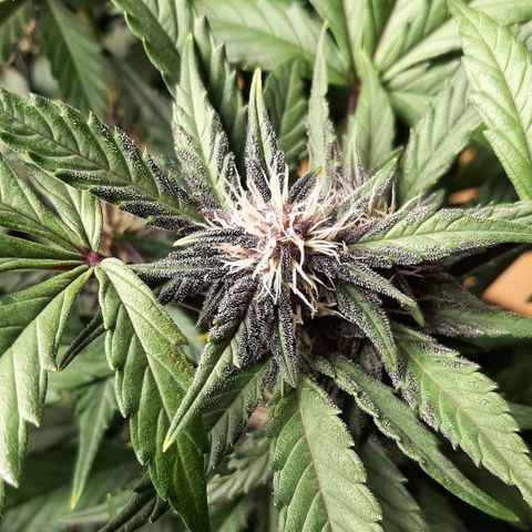 Laila  growlog timeline photo