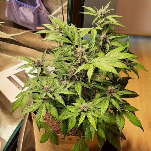 Laila  growlog timeline photo