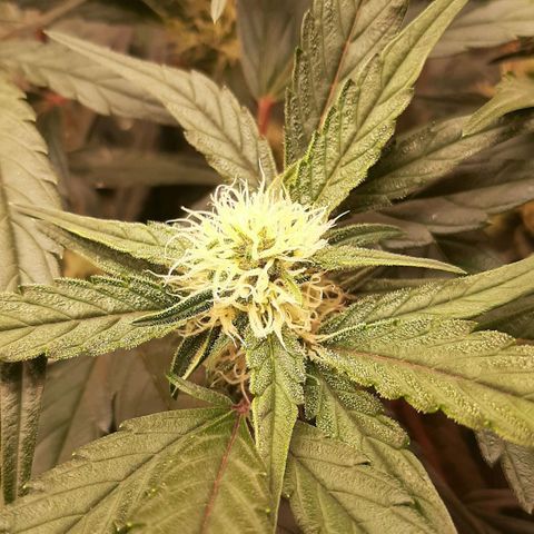 Fritzchen  growlog timeline photo