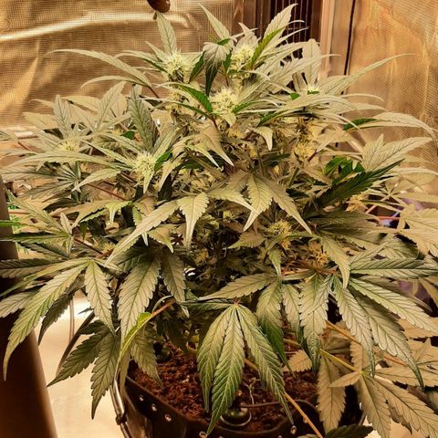 Fritzchen  growlog timeline photo