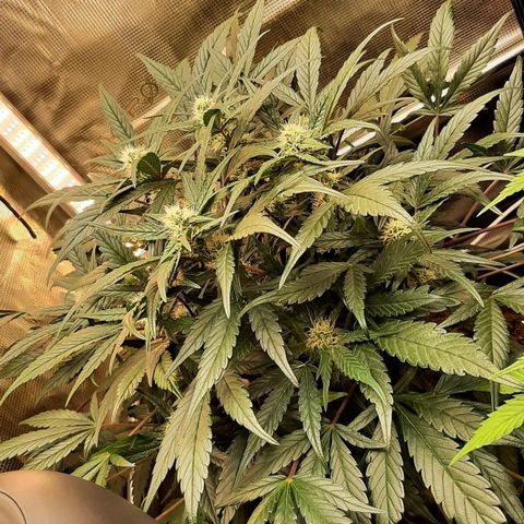 Fritzchen  growlog timeline photo