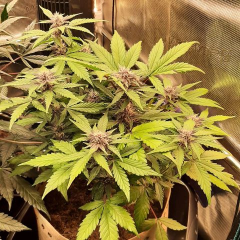 Laila  growlog timeline photo