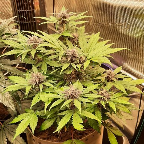 Laila  growlog timeline photo