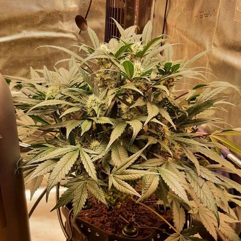 Fritzchen  growlog timeline photo