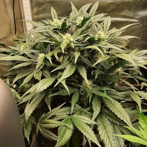 Fritzchen  growlog timeline photo