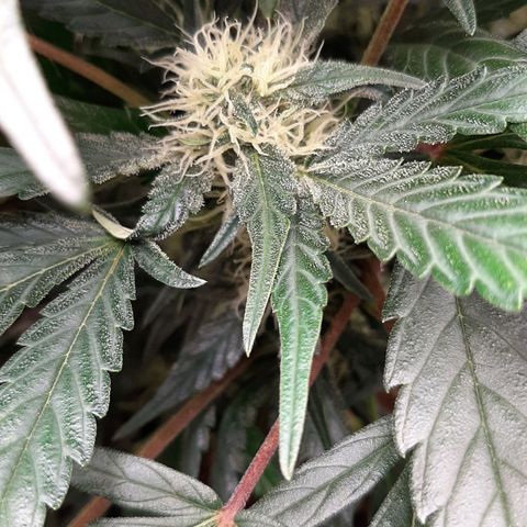 Fritzchen  growlog timeline photo