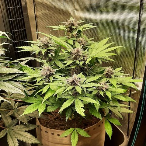 Laila  growlog timeline photo