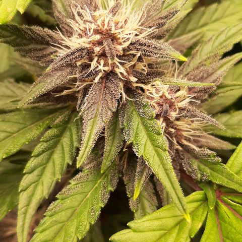 Laila  growlog timeline photo
