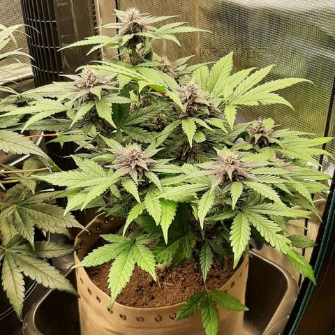 Laila  growlog timeline photo