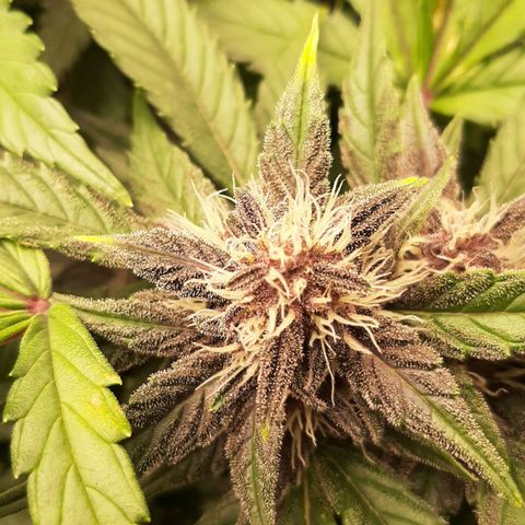 Laila  growlog timeline photo