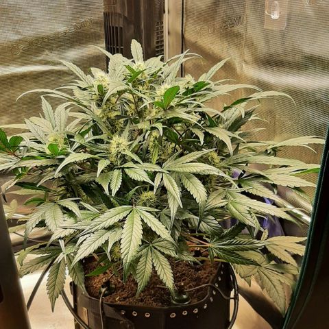 Fritzchen  growlog timeline photo
