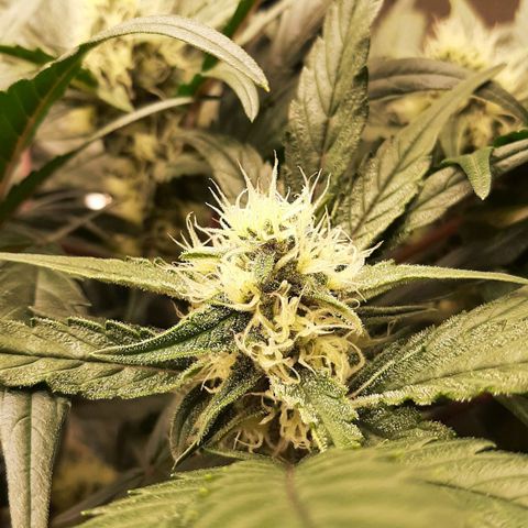 Fritzchen  growlog timeline photo