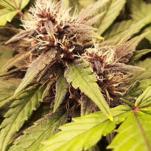 Laila  growlog timeline photo