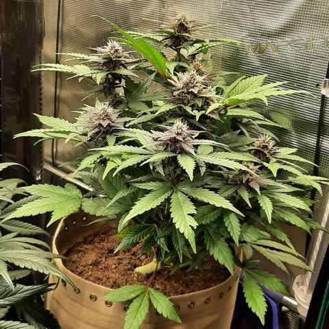 Laila  growlog timeline photo