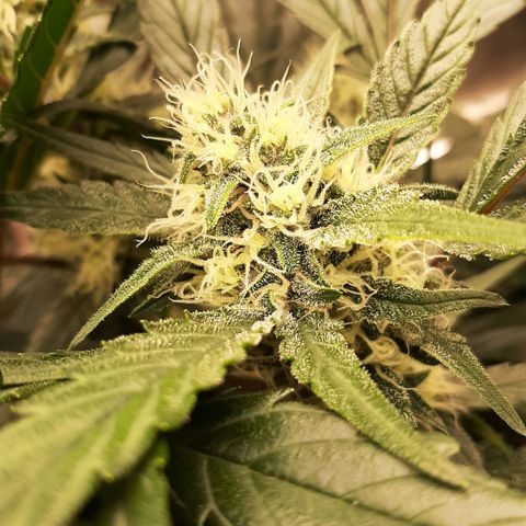 Fritzchen  growlog timeline photo