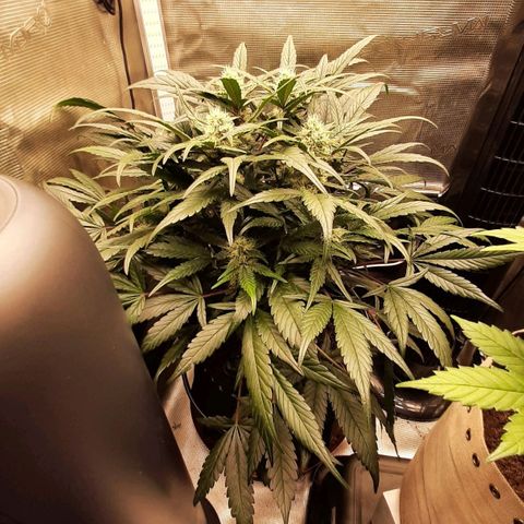 Fritzchen  growlog timeline photo