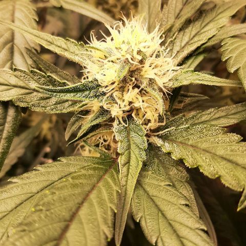 Fritzchen  growlog timeline photo